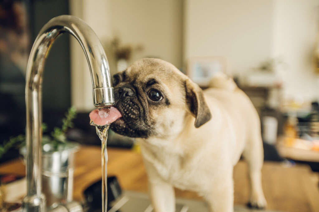 water-filter-systems-for-the-home-GA-puppy-drinking-water-from-faucet