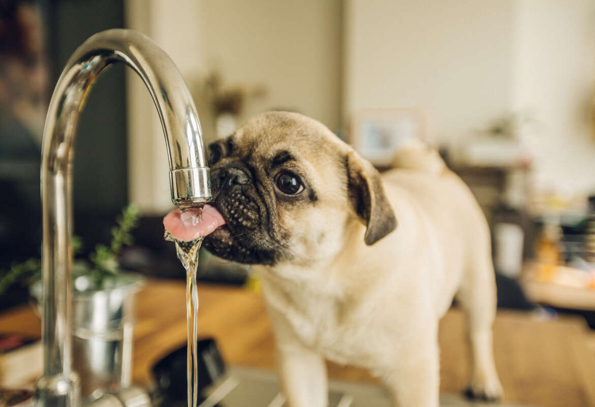 water-filter-systems-for-the-home-GA-puppy-drinking-water-from-faucet