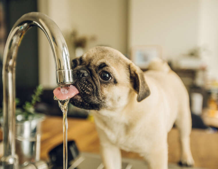 water-filter-systems-for-the-home-GA-puppy-drinking-water-from-faucet