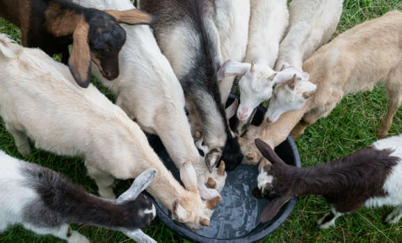 water-filter-systems-for-the-home-GA-goats