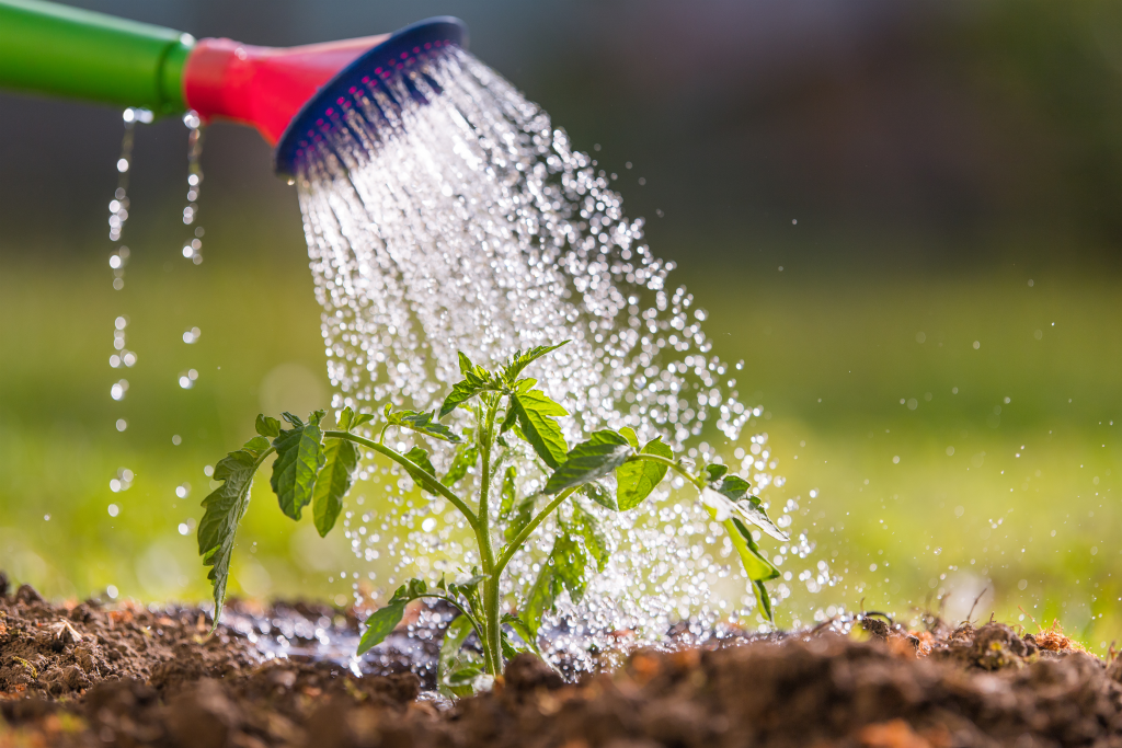 home-water-filter-plants