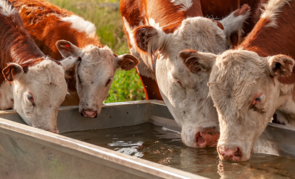 water-filtration-systems-for-farming-cows