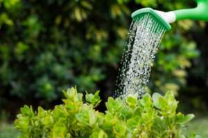 A handheld water sprinkler pouring water on plants