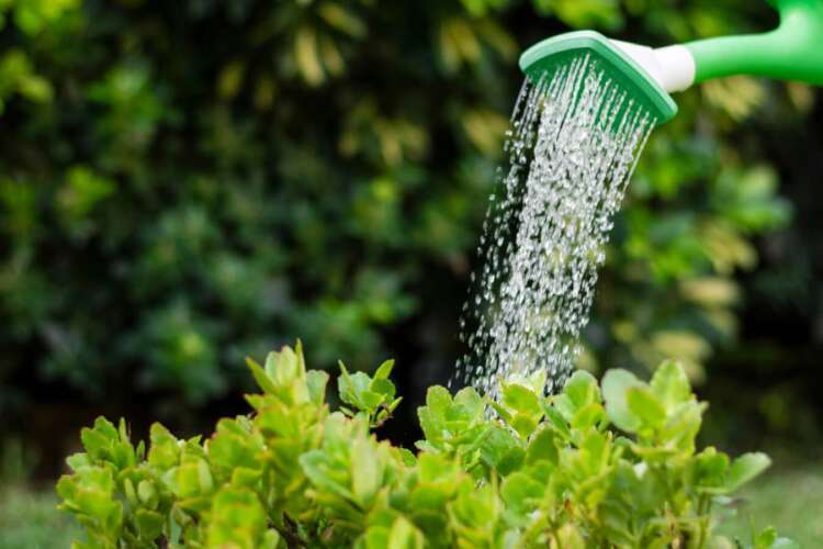 A handheld water sprinkler pouring water on plants