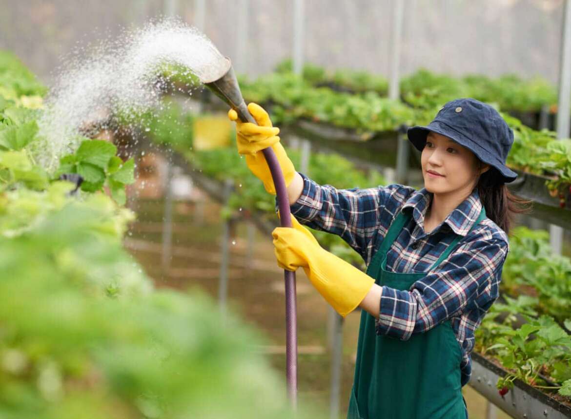 A woman watering her garden plants using a garden hose with filtered water