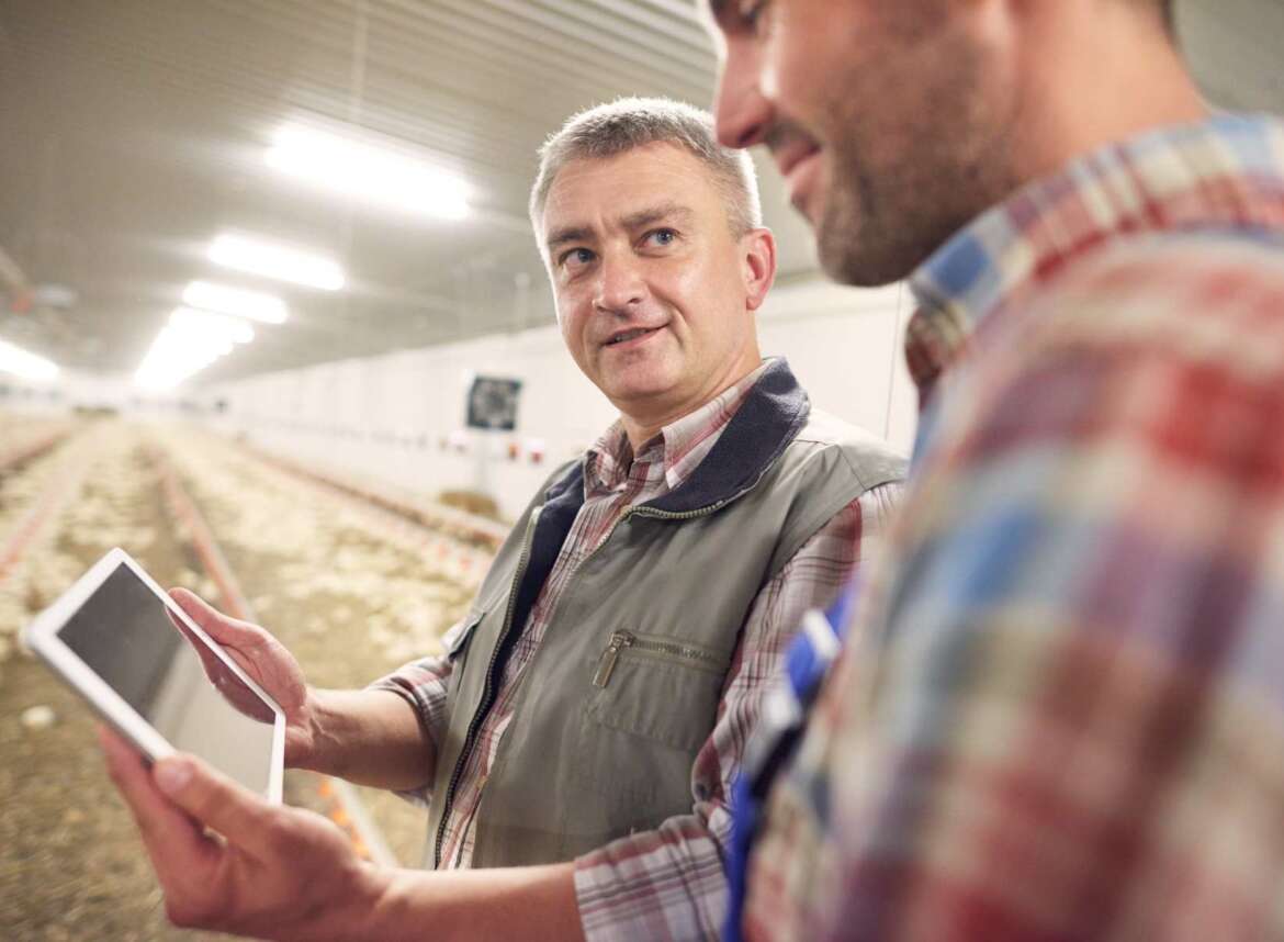 Staff in the commercial poultry farm